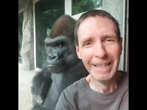 watch the gorilla's eyes