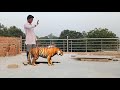 Tiger Green Screen Effect Video Green Screen Effect With Lion Sher Wali Video Kaise Banaye