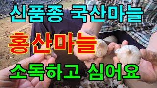 마늘 쉽게 쪼개는 2가지방법/전국 어디서나 재배가능한 홍산마늘 심어요 /마늘심는시기 / 마늘종구소독 필수
