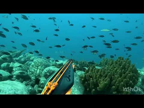 New MVD PREDATOR S (carbon edition) ..