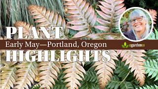 What's Catching My Eye | May Garden Tour