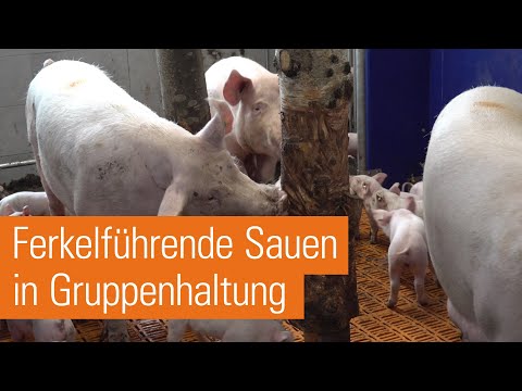 Gruppensäugebuchten AGILO RS | Sauenhaltung