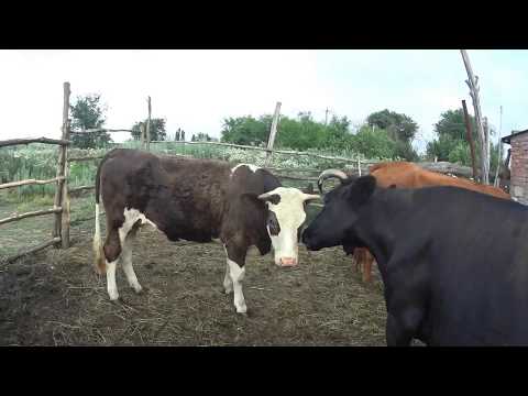 Последние новости // Жизнь в деревне