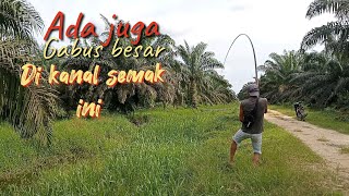 Download lagu Pasti Strike walaupun spot tertutup rumput || Mancing Gabus di Semak semak umpan kodok asli mp3