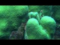 Peek A Boo With An Octopus