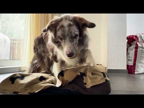 Achtung Rutschgefahr ⚠️🐶