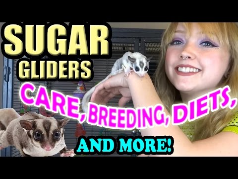 Poletuška lietavá (sugar glider) (Petaurus breviceps) — chov, ubytovanie a starostlivosť
