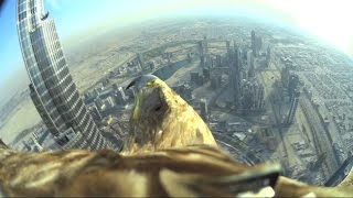 Смотреть онлайн Ручной орел летает с камерой над Дубаи