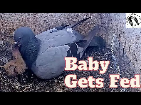 Baby Pigeon's Feeding Time - A Delightful and Cute Experience!