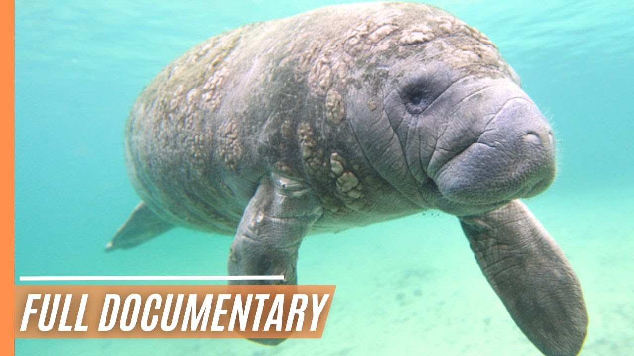 Marvelous Manatees: Gentle Giants of the Sea