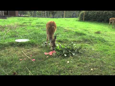 JÄGER: Familie Jöns und die 4 Rehkitze