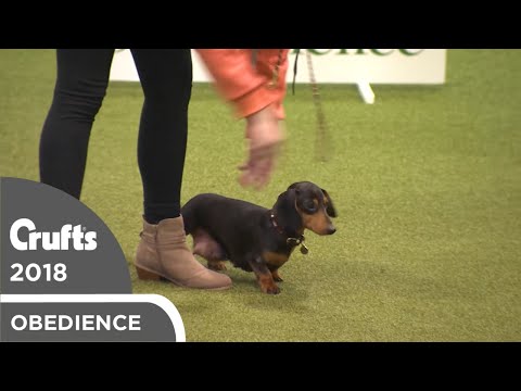 Obreedience - Mini Mayhem | Crufts 2018