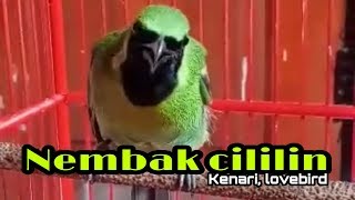 Download lagu CUCAK IJO NEMBAK CILILIN/KENARI/LOVEBIRD mp3