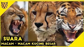 Download lagu Macam Macam Suara Kucing Besar Suara Cheetah Harim... mp3