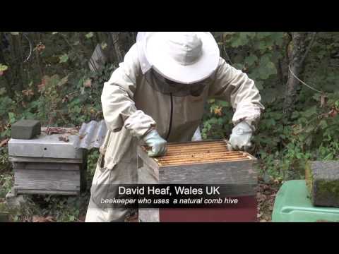 comment traiter varroa