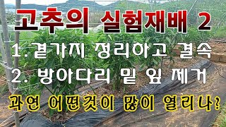 [텃밭농부. 1,098]  고추 실험재배 2.  곁가지 키우는게 좋은가?