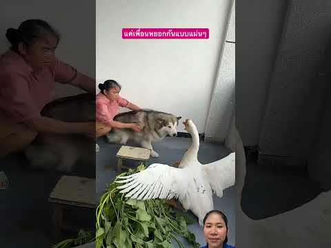 แค่เพื่อนหยอกกัน #สุนัข #dog #pets #viral #animals #satisfying #shorts #remix #funny #ytshorts