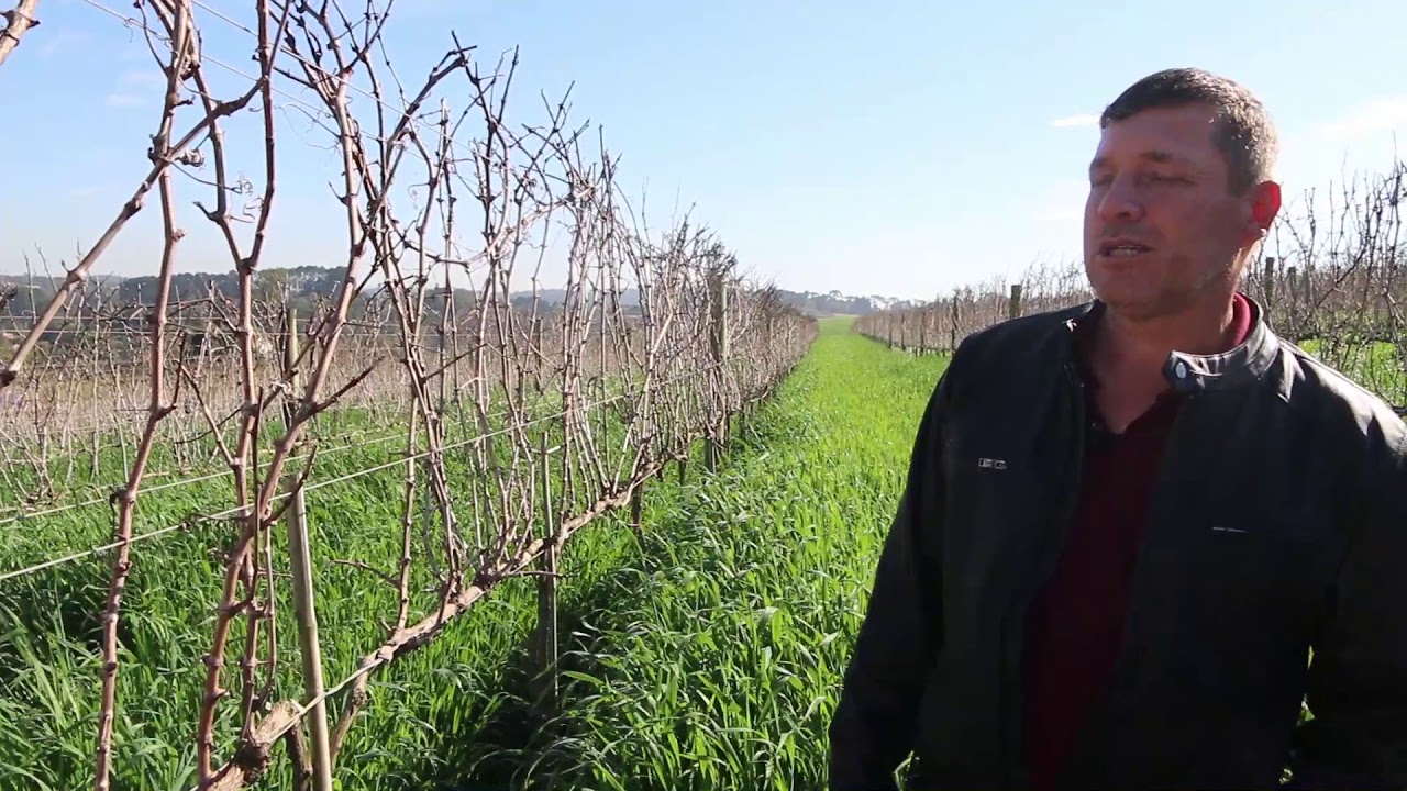 05 Uva Malbec Videiras do Vinho Góes em São Roque