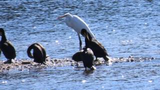 Réserve naturelle de Haff Réimech - Remerschen (Luxembourg)