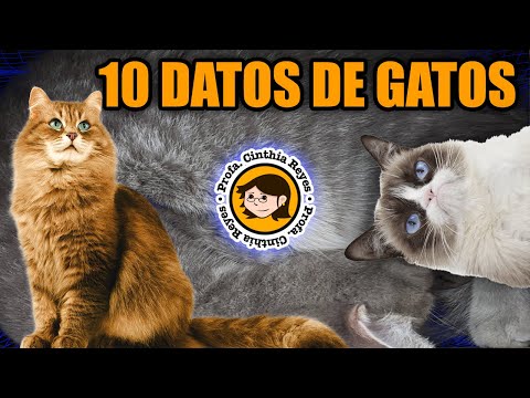 Curious CATS 😻 in 10 facts