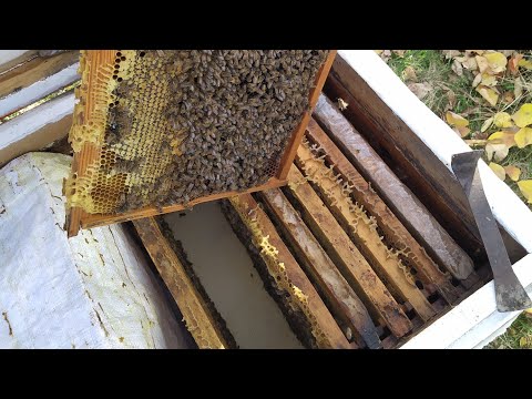 РАСПЛОД - ВАРРОА - ОБРАБОТКА = ЗИМОВКА