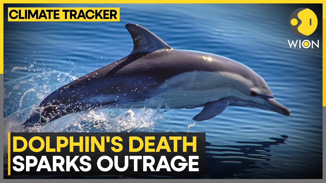 Rocky The Dolphin Dies After Transfer To Spanish Marine Park | WION News