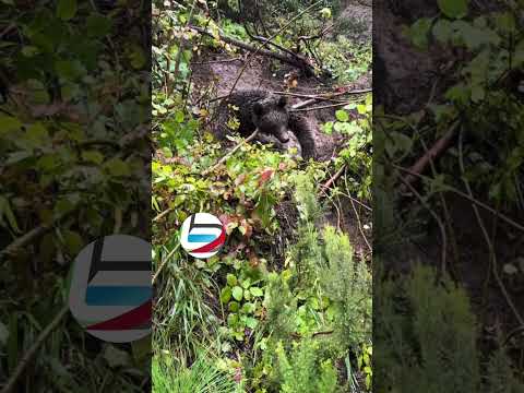 Bartın’da Tuzağa Yakalanan Ayı Kurtarıldı 🐻