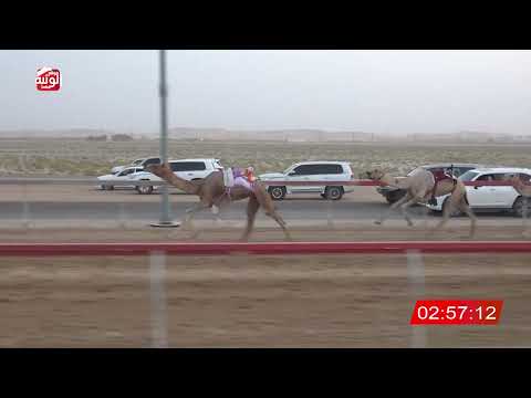  ش 4 (الذيب) لـ عبدالله محمد بن عبيد المهيري 6:30 ، مهرجان العين 2026/08/08 ثنايا سويحان