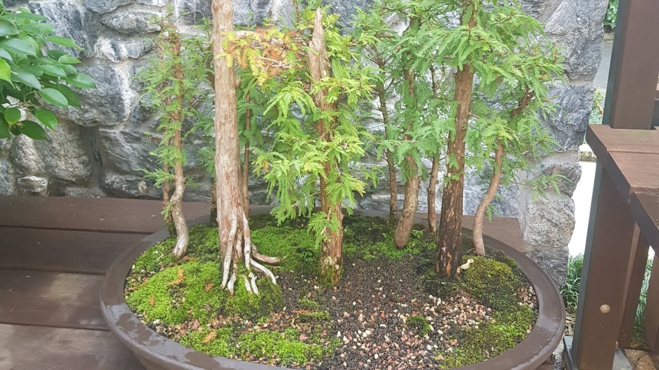 Experience a virtual walkthrough of Bonsai House.