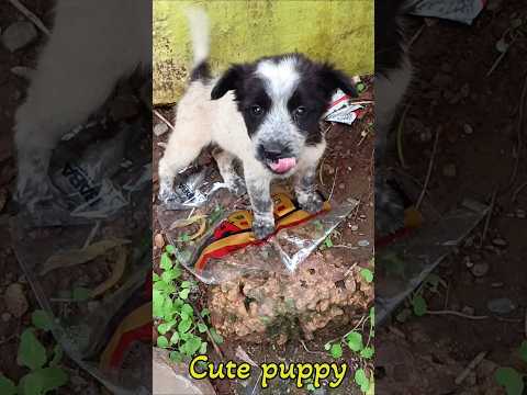 Adopted a beautiful street puppy#viral dog#shorts