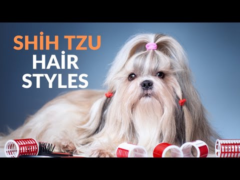 Top 15 Beautiful Shih tzu Hair Styles 🐩 Shih tzu Haircut