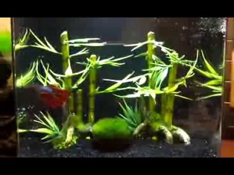 evolve 2: My Freshwater Aqueon 2 Gallon Betta Fish tank in Office Workstation