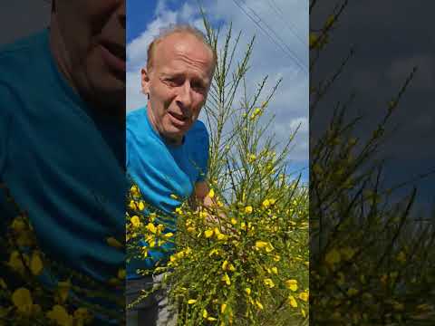 Broom (cysts scoparious) #nativeplants #gardening #explore #permaculture #nature #explore