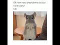 How Many Breakdowns Did You Have Today? Chinchilla