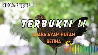 Download lagu Suara pikat ayam hutan betina 100% dapat mp3