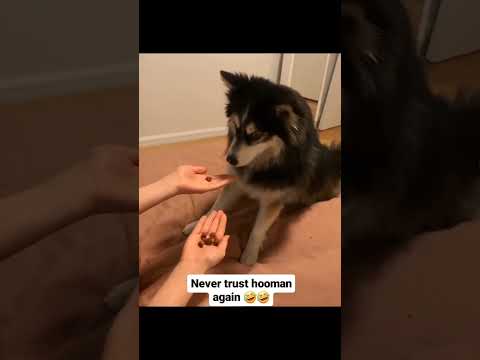 डोग के साथ ही हो गया प्रैंक