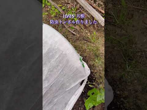 庭、鉢、温室に大根をいつどのように播種するのですか？  庭園