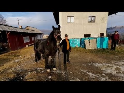 Iepele dl. Ilie Ciuverca de la Paltinu - Bucovina