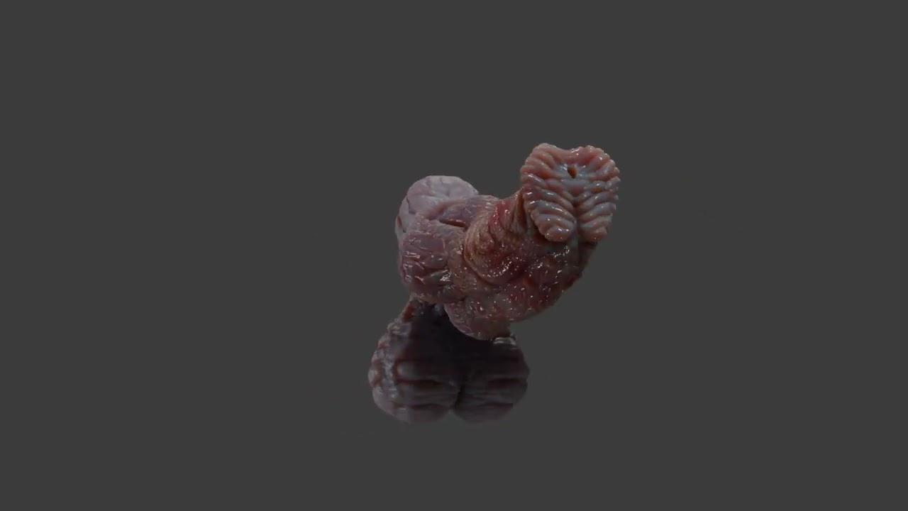 Fantasy Pathrax Dragon Penis Sextoy Rigged 3D Model