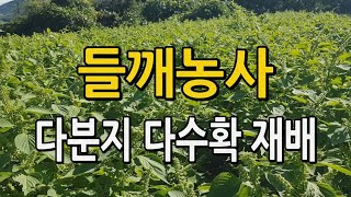 들깨농사 이렇게 하면 대박! 들깨 다분지 다수확재배법