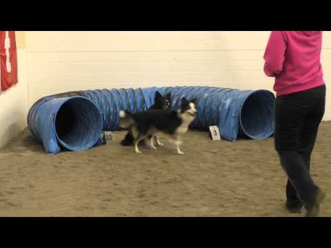 Sit Stay -  Fun With Friends