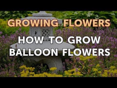 How to Grow Lantana From Saved Seeds