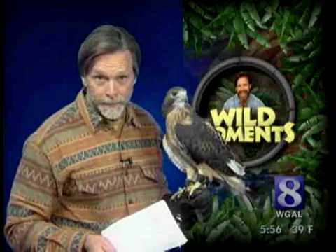 VIDEO: Birds Of Prey A Beautiful Sight, But Not For Farmers