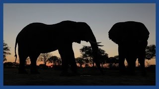 Baby elephant saved from drowning by ex-poachers | Guardian Docs