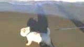 Walking with the ebb and flow of the ocean