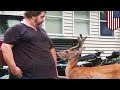 Мужчина оштрафован за содержание оленя в качестве домашнего питомца 