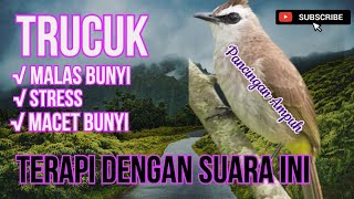 Download lagu TERAPI TRUCUK STRES MACET BUNYI. Pancingan Trucuk macet bunyi mp3