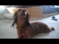 Marley: Guess What!? 