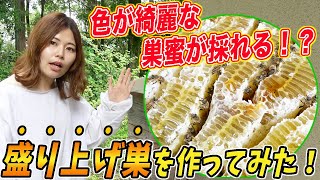 綺麗な色の巣蜜が採れる！？盛り上げ巣を作ってみた！