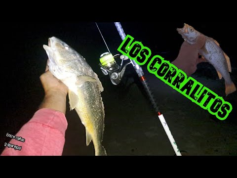 Pescón!!! los CORRALITOS Santa Lucia del Este!!!!//Uruguay// @entrecanasyaparejos2396